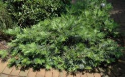 Creeping Japanese Plum Yew (Cephalotaxus Harringtonia 'Prostrata') - 6 Pack Of 2.5 Quart Pots -Flowers World Shop Picture Creeping Yew