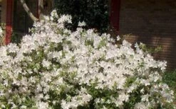 Autumn Ivory Encore Azalea - 1 Gallon Pot -Flowers World Shop Picture Encore Azalea Ivory 3