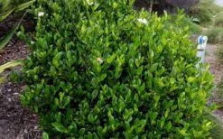 August Beauty Gardenia - 3 Gallon Pot -Flowers World Shop Picture Gardenia August Beauty 2