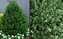 Pyramidal Compacta Japanese Holly - 3 Gallon Pot 10 Pyramidal Compacta Japanese Holly - 3 Gallon Pot -Flowers World Shop Picture Holly Compacta Pyramidal 1