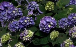 Bloomstruck Endless Summer Hydrangea - 3 Gallon Pot 13 Bloomstruck Endless Summer Hydrangea - 3 Gallon Pot -Flowers World Shop Picture Hydrangea Bloomstruck 1