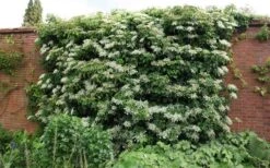 Moonlight Climbing Hydrangea - 1 Gallon Pot 21 Moonlight Climbing Hydrangea - 1 Gallon Pot -Flowers World Shop Picture Hydrangea Climbing Petiolaris 5