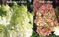 Limelight PeeGee Hydrangea - 6 Pack Of 1 Gallon Pots 17 Limelight PeeGee Hydrangea - 6 Pack Of 1 Gallon Pots -Flowers World Shop Picture Hydrangea Limelight 3 2