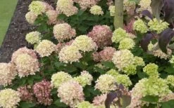 Little Lime Hydrangea - 6 Pack Of 1 Gallon Pots -Flowers World Shop Picture Hydrangea Little Lime 2 1