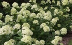 Little Lime Hydrangea - 1 Gallon Pot -Flowers World Shop Picture Hydrangea Little Lime 3 3
