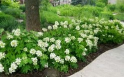 Pee Wee Dwarf Oakleaf Hydrangea - 1 Gallon Pot -Flowers World Shop Picture Hydrangea Oakleaf Pee Wee Border