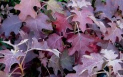 Pee Wee Dwarf Oakleaf Hydrangea - 1 Gallon Pot -Flowers World Shop Picture Hydrangea Oakleaf Pee Wee Fall Color