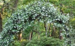 Confederate Jasmine Vine (Trachelospermum Jasminoides) - 3 Gallon Pot -Flowers World Shop Picture Jasmine Confederate On Arch 1