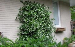Confederate Jasmine Vine (Trachelospermum Jasminoides) - 1 Gallon Pot -Flowers World Shop Picture Jasmine Confederate On Trellis