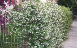 Confederate Jasmine Vine (Trachelospermum Jasminoides) - 3 Gallon Pot -Flowers World Shop Picture Jasmine Confederate Vine 1 1