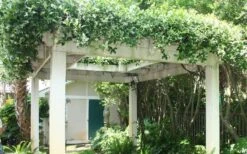 Confederate Jasmine Vine (Trachelospermum Jasminoides) - 1 Gallon Pot -Flowers World Shop Picture Jasmine Confederate Vine 2