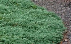 Blue Rug Juniper - 3 Gallon Pot -Flowers World Shop Picture Juniper Blue Rug 3