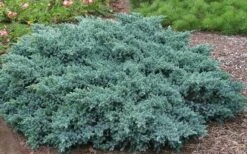 Blue Star Juniper - 3 Gallon Pot -Flowers World Shop Picture Juniper Blue Star