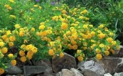 New Gold Hardy Lantana - 1 Gallon Pot -Flowers World Shop Picture Lantana Trailing New Gold 2