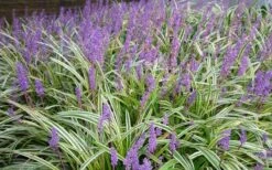 Variegated Liriope (Monkey Grass / Lilyturf) - 6 Pack Of 1 Gallon Pots -Flowers World Shop Picture Liriope Variegated 1 1