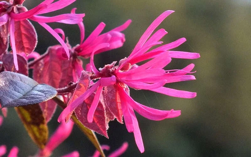 Purple Pixie Loropetalum - 2.5 Quart Pot 9 Purple Pixie Loropetalum - 2.5 Quart Pot - Image 7