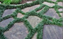 Dwarf Mondo Grass - 18 Count Flat Of Pint Pots -Flowers World Shop Picture Mondo Grass Dwarf 6 2