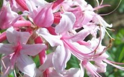Varnadoes Phlox Pink Native Azalea - Rhododendron Canescens - 3 Gallon Pot 17 Varnadoes Phlox Pink Native Azalea - Rhododendron Canescens - 3 Gallon Pot -Flowers World Shop Picture Native Azalea Varnadoes Pink Phlox Closeup