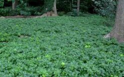 Pachysandra - Japanese Spurge - 18 Count Flat Of Pint Pots -Flowers World Shop Picture Pachysandra 3