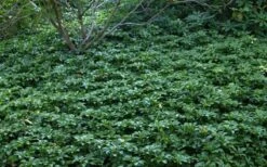 Pachysandra - Japanese Spurge - 18 Count Flat Of Pint Pots -Flowers World Shop Picture Pachysandra 4