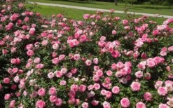 Sweet Drift Groundcover Rose - 2 Gallon Pot 12 Sweet Drift Groundcover Rose - 2 Gallon Pot -Flowers World Shop Picture Rose Drift Sweet 1