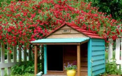 Red Cascade Miniature Climbing Rose - 6 Pack Of 1 Gallon Pots 14 Red Cascade Miniature Climbing Rose - 6 Pack Of 1 Gallon Pots -Flowers World Shop Picture Rose Red Cascade 1