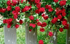 Red Cascade Miniature Climbing Rose - 6 Pack Of 1 Gallon Pots 15 Red Cascade Miniature Climbing Rose - 6 Pack Of 1 Gallon Pots -Flowers World Shop Picture Rose Red Cascade 11
