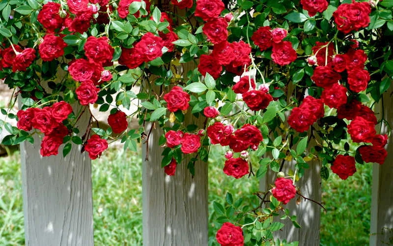 Red Cascade Miniature Climbing Rose - 6 Pack Of 1 Gallon Pots 7 Red Cascade Miniature Climbing Rose - 6 Pack Of 1 Gallon Pots - Image 5