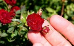 Red Cascade Miniature Climbing Rose - 6 Pack Of 1 Gallon Pots 16 Red Cascade Miniature Climbing Rose - 6 Pack Of 1 Gallon Pots -Flowers World Shop Picture Rose Red Cascade 5