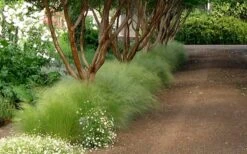 Pony Tails Mexican Feather Grass - Stipa Tennuissima - 1 Gallon Pot -Flowers World Shop Picture Stipa Tenuissima 10