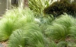 Pony Tails Mexican Feather Grass - Stipa Tennuissima - 6 Pack Of 1 Gallon Pots 17 Pony Tails Mexican Feather Grass - Stipa Tennuissima - 6 Pack Of 1 Gallon Pots -Flowers World Shop Picture Stipa Tenuissima 7