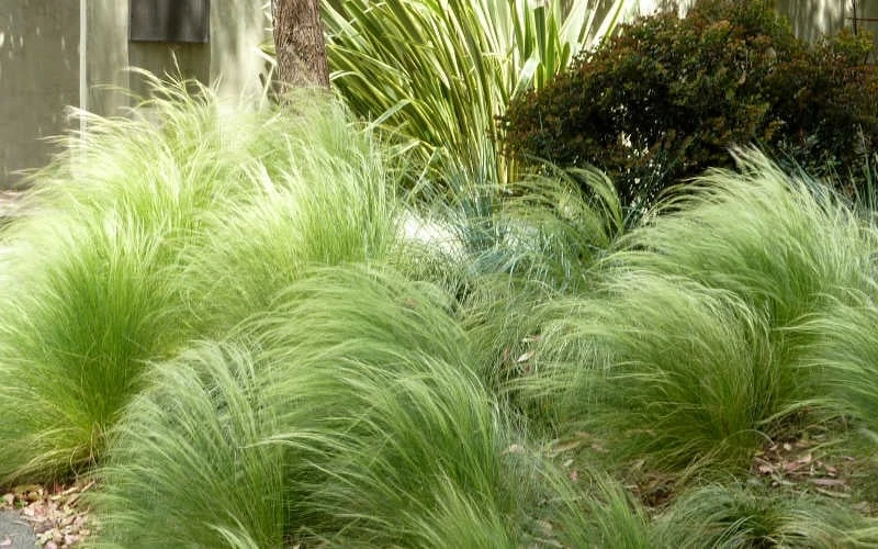 Pony Tails Mexican Feather Grass - Stipa Tennuissima - 6 Pack Of 1 Gallon Pots 7 Pony Tails Mexican Feather Grass - Stipa Tennuissima - 6 Pack Of 1 Gallon Pots - Image 5