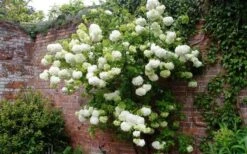 Chinese Snowball Viburnum Bush - 6 Pack Of 1 Gallon Pots -Flowers World Shop Picture Viburnum Chinese Snowball Espalier 3