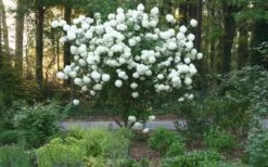 Chinese Snowball Viburnum Bush - 6 Pack Of 1 Gallon Pots -Flowers World Shop Picture Viburnum Chinese Snowball Tree 1 3