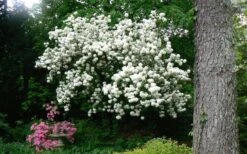 Chinese Snowball Viburnum Bush - 3 Gallon Pot -Flowers World Shop Picture Viburnum Chinese Snowball Tree 2