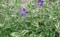 Variegated Bigleaf Periwinkle - Vinca Major 'Variegata' - 10 Pack Of Pint Pots -Flowers World Shop Picture Vinca Major Variegated 4