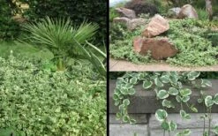 Variegated Bigleaf Periwinkle - Vinca Major 'Variegata' - 10 Pack Of Pint Pots -Flowers World Shop Picture Vinca Major Variegated 6