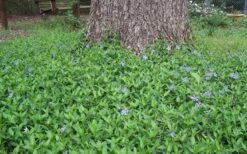 Evergreen Periwinkle - Vinca Minor - 6 Pack Of Pint Pots -Flowers World Shop Picture Vinca Minor Around tree