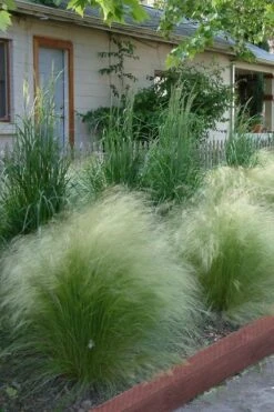 Pony Tails Mexican Feather Grass - Stipa Tennuissima - 6 Pack Of 1 Gallon Pots 22 Pony Tails Mexican Feather Grass - Stipa Tennuissima - 6 Pack Of 1 Gallon Pots -Flowers World Shop Ponytails Grass Mexican Feather Rev 500x750 2