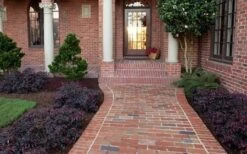 Purple Pixie Loropetalum - 2.5 Quart Pot 14 Purple Pixie Loropetalum - 2.5 Quart Pot -Flowers World Shop Purple Pixie Loropetalum Border