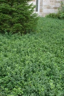 Purple Wintercreeper (Euonymus Fortunei 'Coloratus') - 36 Pack Of Pint Pots -Flowers World Shop Purple Wintercreeper 5