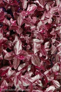 Purple Wintercreeper (Euonymus Fortunei 'Coloratus') - 36 Pack Of Pint Pots -Flowers World Shop Purple Wintercreeper 7