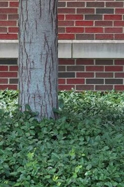 Purple Wintercreeper (Euonymus Fortunei 'Coloratus') - 36 Pack Of Pint Pots -Flowers World Shop Purple Wintercreeper 8