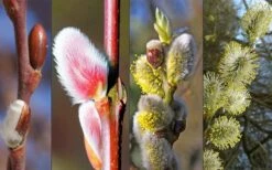 French Pink Pussy Willow - 3 Gallon Pot -Flowers World Shop Pussy Willow Pink Bud Stage 1