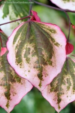 Carolina Sweetheart Eastern Redbud Tree - 3 Gallon Pot