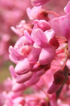 Carolina Sweetheart Eastern Redbud Tree - 5 Gallon Pot -Flowers World Shop Redbud Carolina Sweetheart 13
