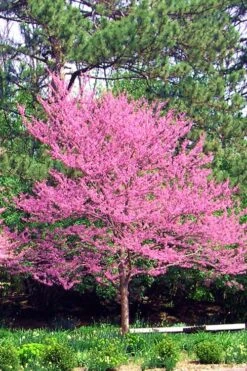 Carolina Sweetheart Eastern Redbud Tree - 3 Gallon Pot 13 Carolina Sweetheart Eastern Redbud Tree - 3 Gallon Pot -Flowers World Shop Redbud Carolina Sweetheart 14 1