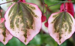 Carolina Sweetheart Eastern Redbud Tree - 3 Gallon Pot 11 Carolina Sweetheart Eastern Redbud Tree - 3 Gallon Pot -Flowers World Shop Redbud Carolina Sweetheart 9 1