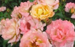 Peach Drift Groundcover Rose - 2 Gallon Pot -Flowers World Shop Rose Drift Peach 1