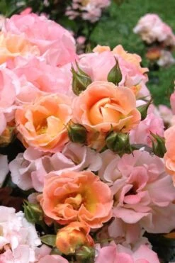 Peach Drift Groundcover Rose - 2 Gallon Pot -Flowers World Shop Rose Drift Peach 22 1